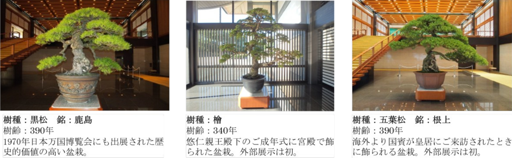 盆栽展示では、宮内庁が皇居大道庭園において長年管理・継承してきた盆栽を展示予定（2回の入れ替えあり）