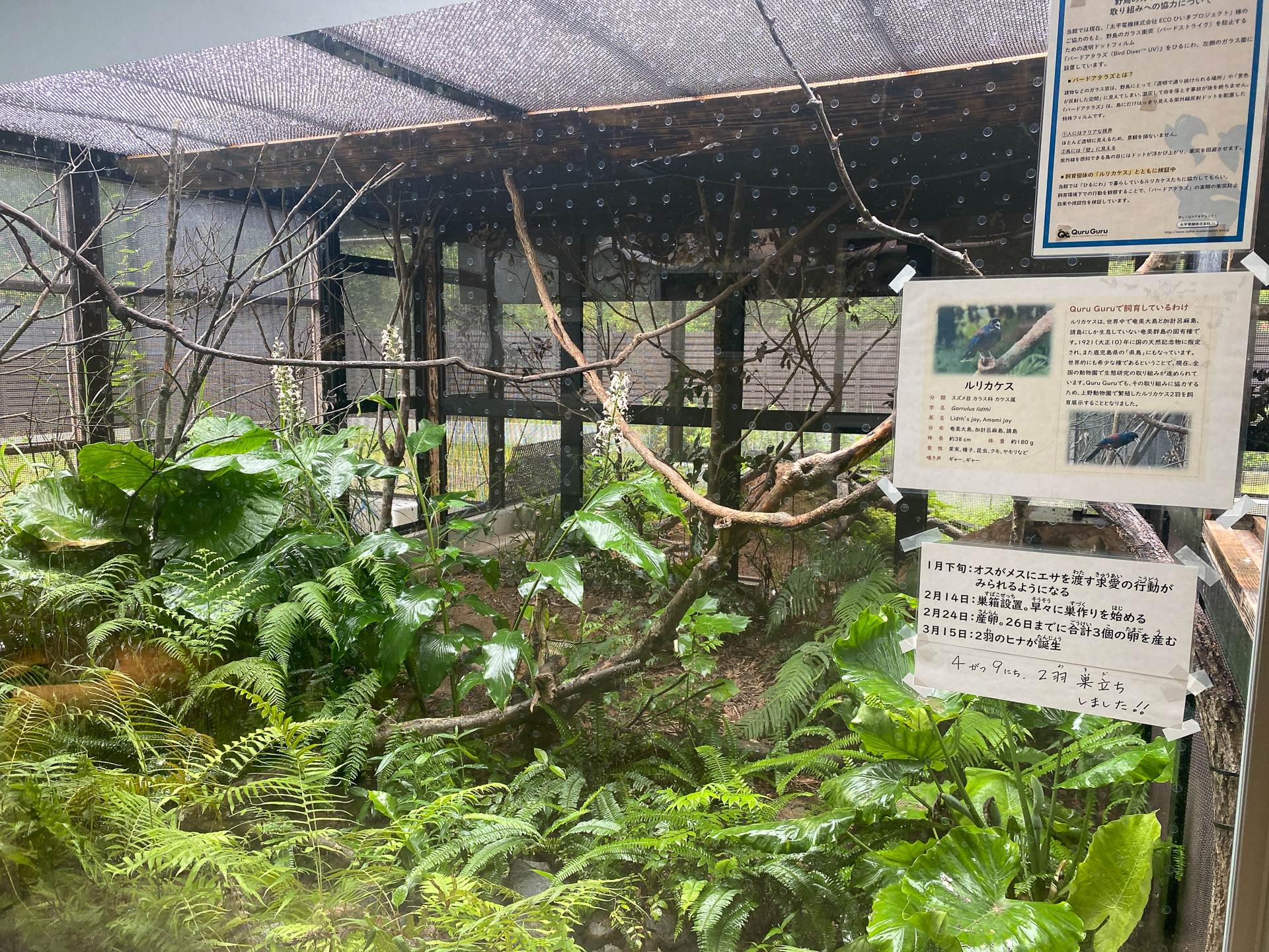 屋外飼育場「ひるにわ」