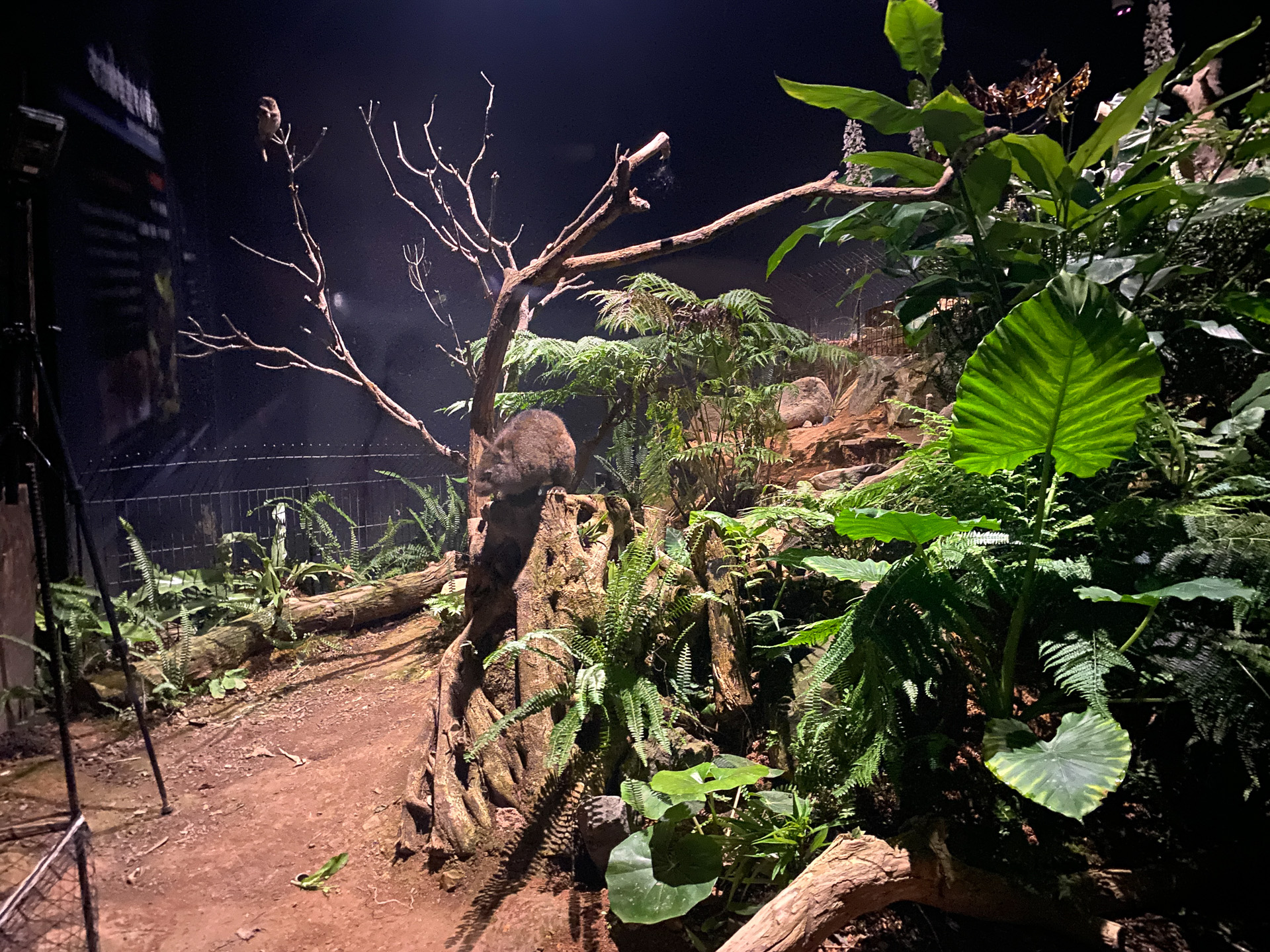 アマミノクロウサギとリュウキュウコノハズク