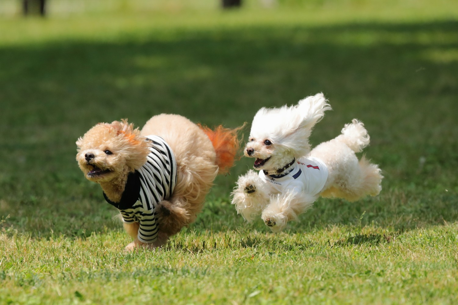 3棟限定で愛犬と泊まれる部屋を用意。プライベートドッグラン、愛犬用アメニティを完備