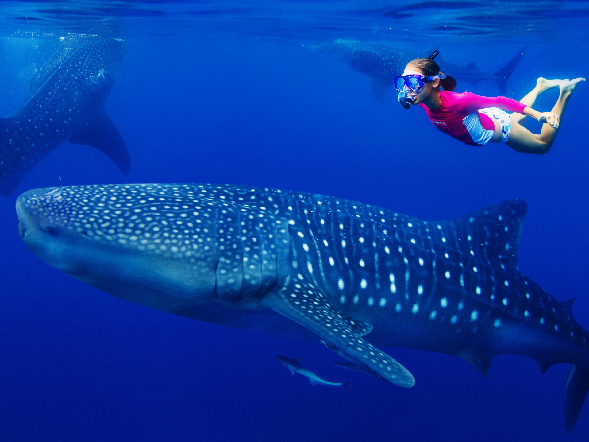 フィリピンの南国リゾート地・セブ発で世界最大の魚と泳ぐ「ジンベイザメシュノーケリングツアー」