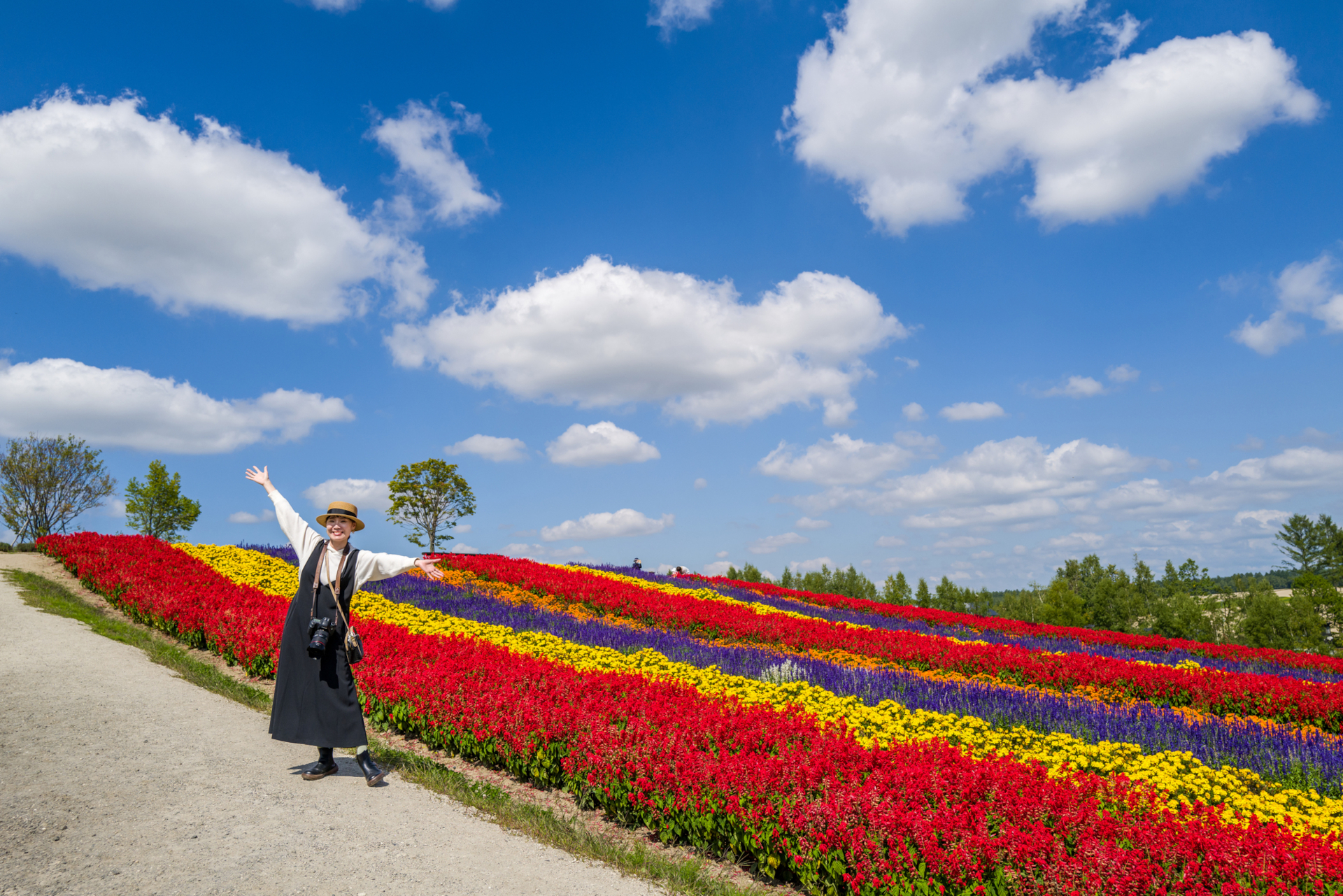 夏の北海道でラベンダー畑などを巡る札幌発の「富良野・美瑛 日帰りバスツアー」