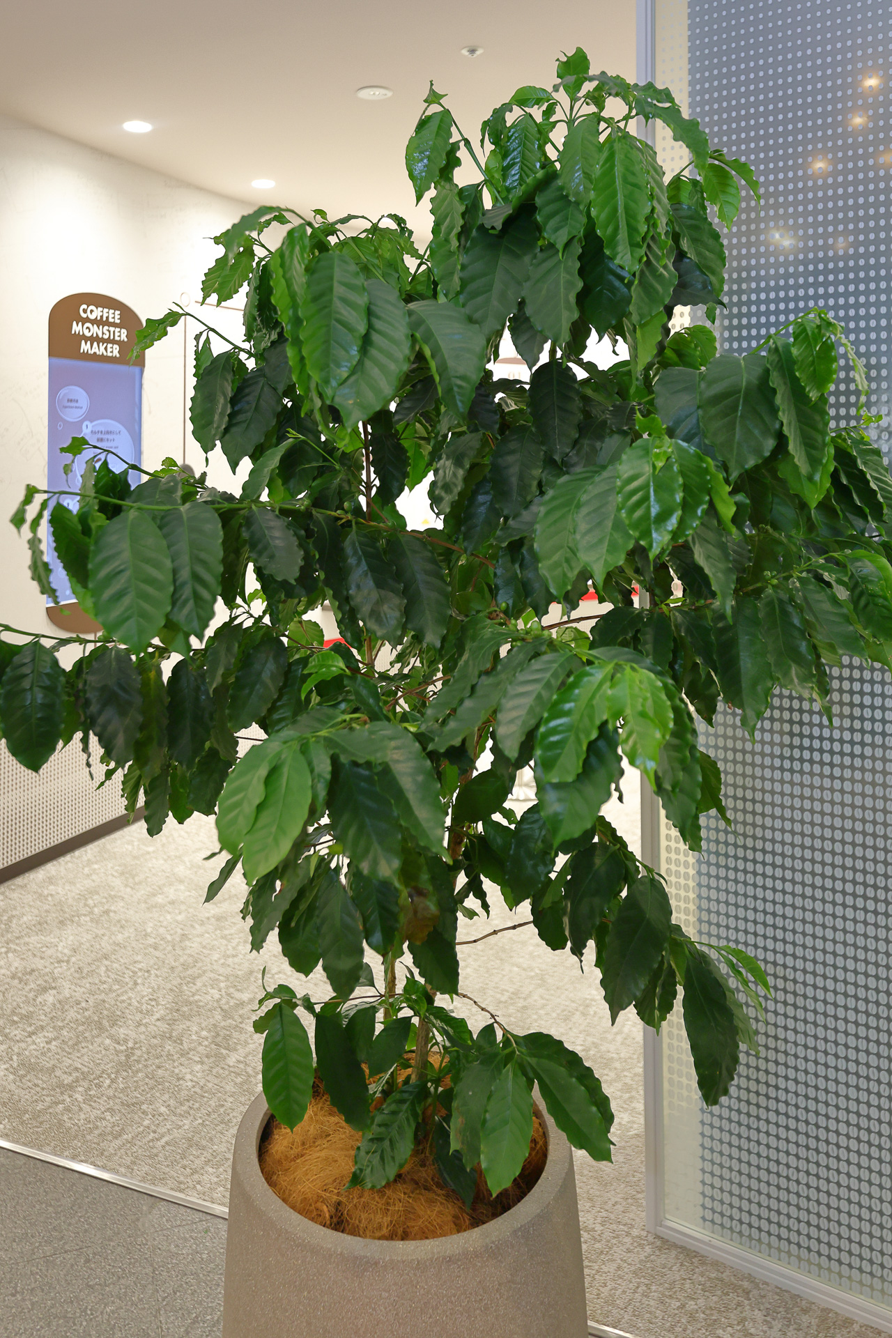 館内には、オフィスビルの観葉植物のようにさり気なくコーヒーの木が置かれている。実をつけていることもあるので実際の見の大きさや形を確認してみよう