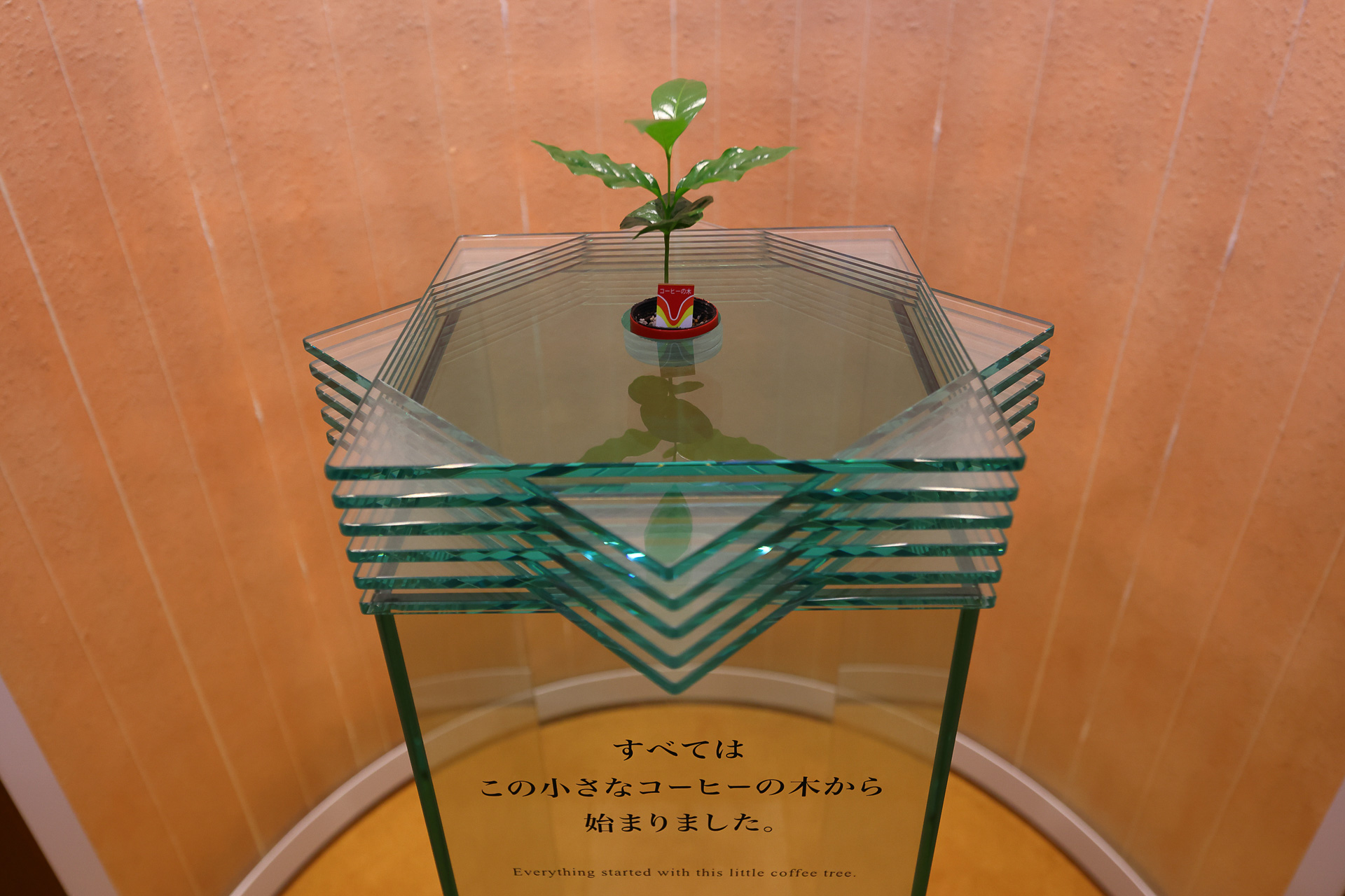 実物のコーヒーの苗木。「すべてはこの小さなコーヒーの木から始まりました。」