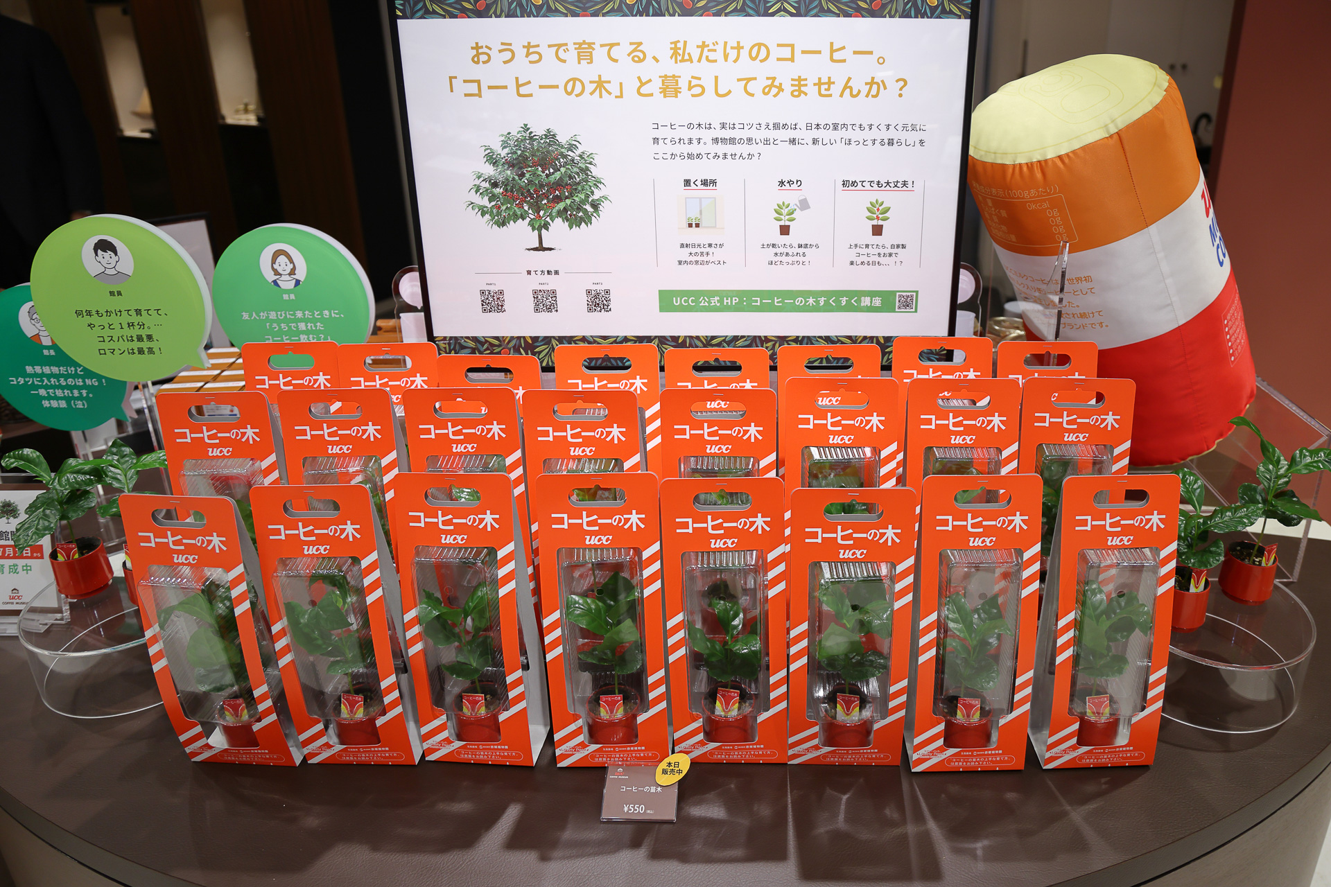 「コーヒーの木」の苗。育てるのは難しいか尋ねたところ、サルでも育てられる（意訳）とのことだったので筆者も1本購入。家のなかで、直射日光を当てないように寒過ぎないように育てると4～5年くらいでコーヒーチェリーが実るという。元気のよさそうな1本を連れて帰ろう