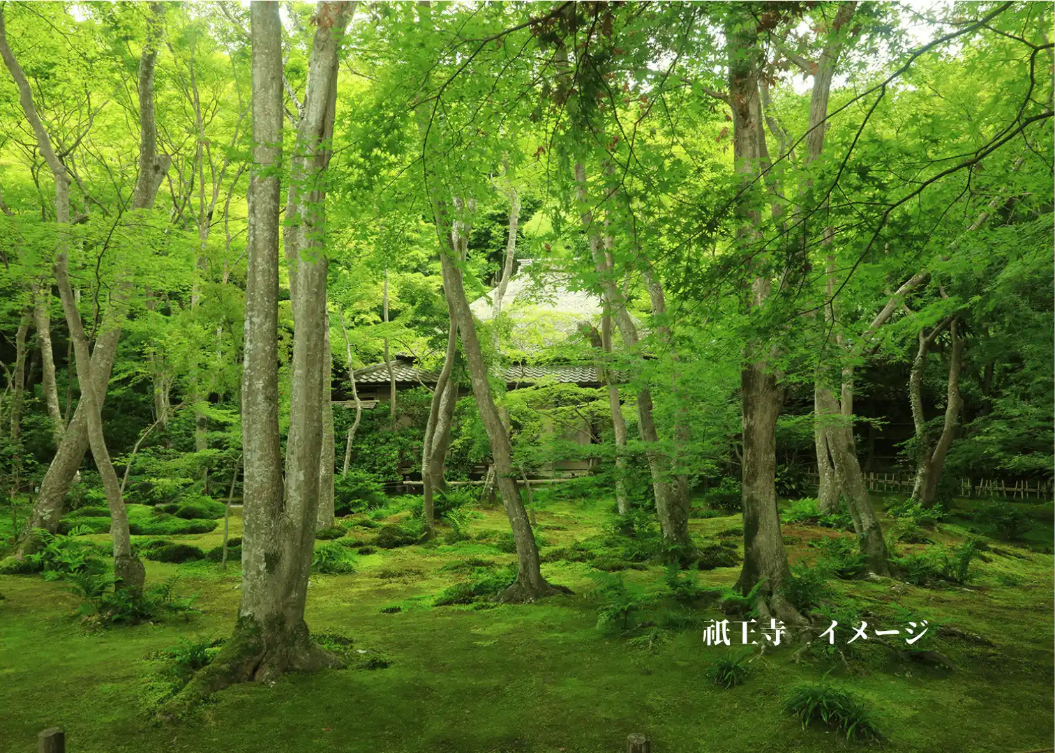 京都「苔庭めぐりパスポート」