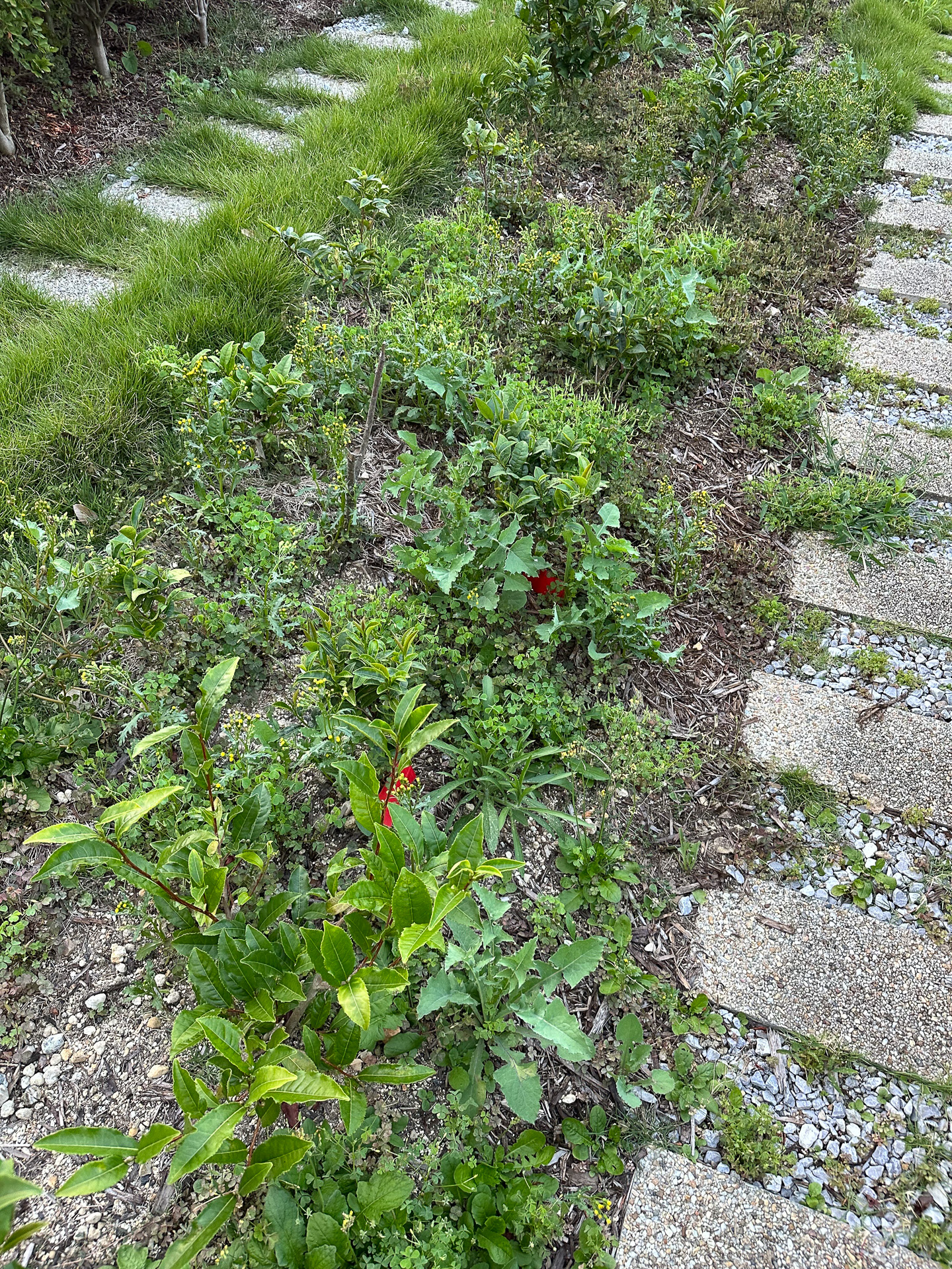 3年経ってもうまく育っていなかった当時の茶畑