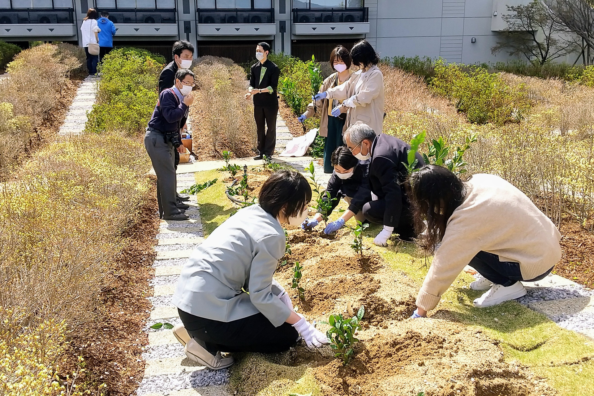 チャノキを植える植樹祭の様子
