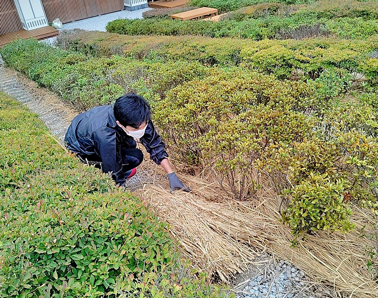 茶守りが茶畑に藁を敷き詰めている様子