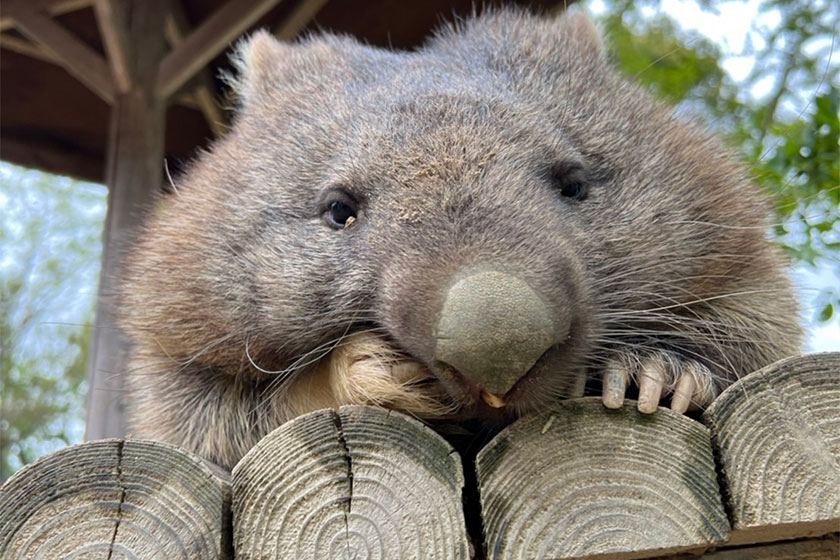 ウォンバットを飼育する「五月山動物園」