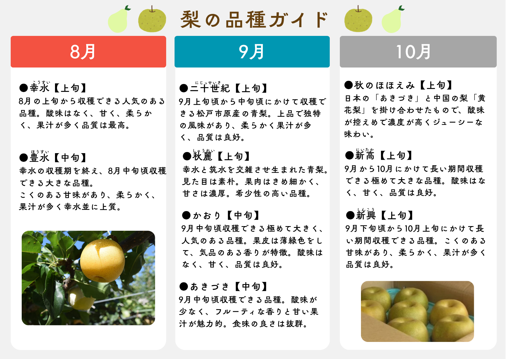 梨の品種ガイド。品種ごとの違いと収穫時期（松戸市観光梨園組合連合会発行「まつどの梨2026」）