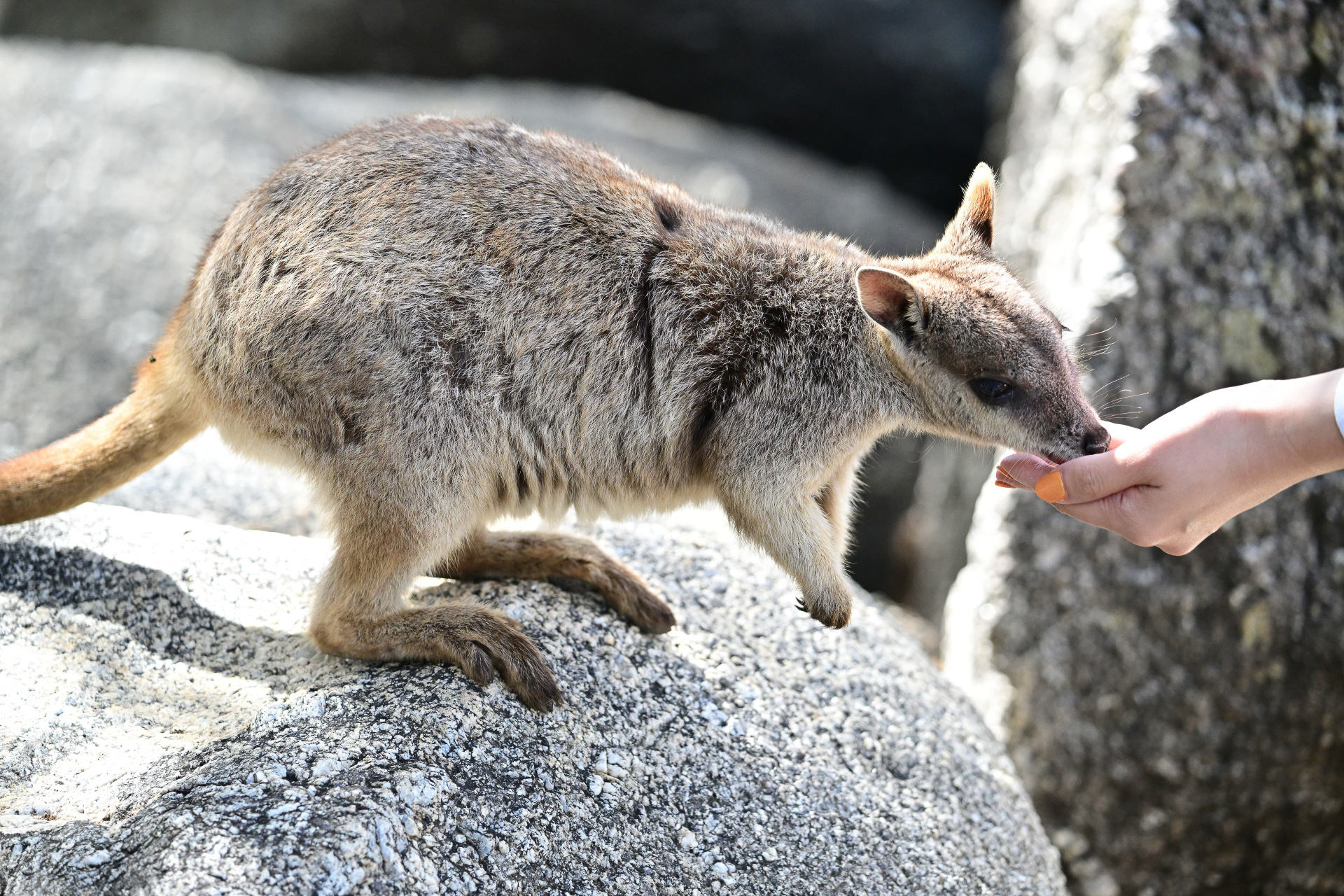 やっと手のひらの餌を食べた！　物音でまた警戒するも……