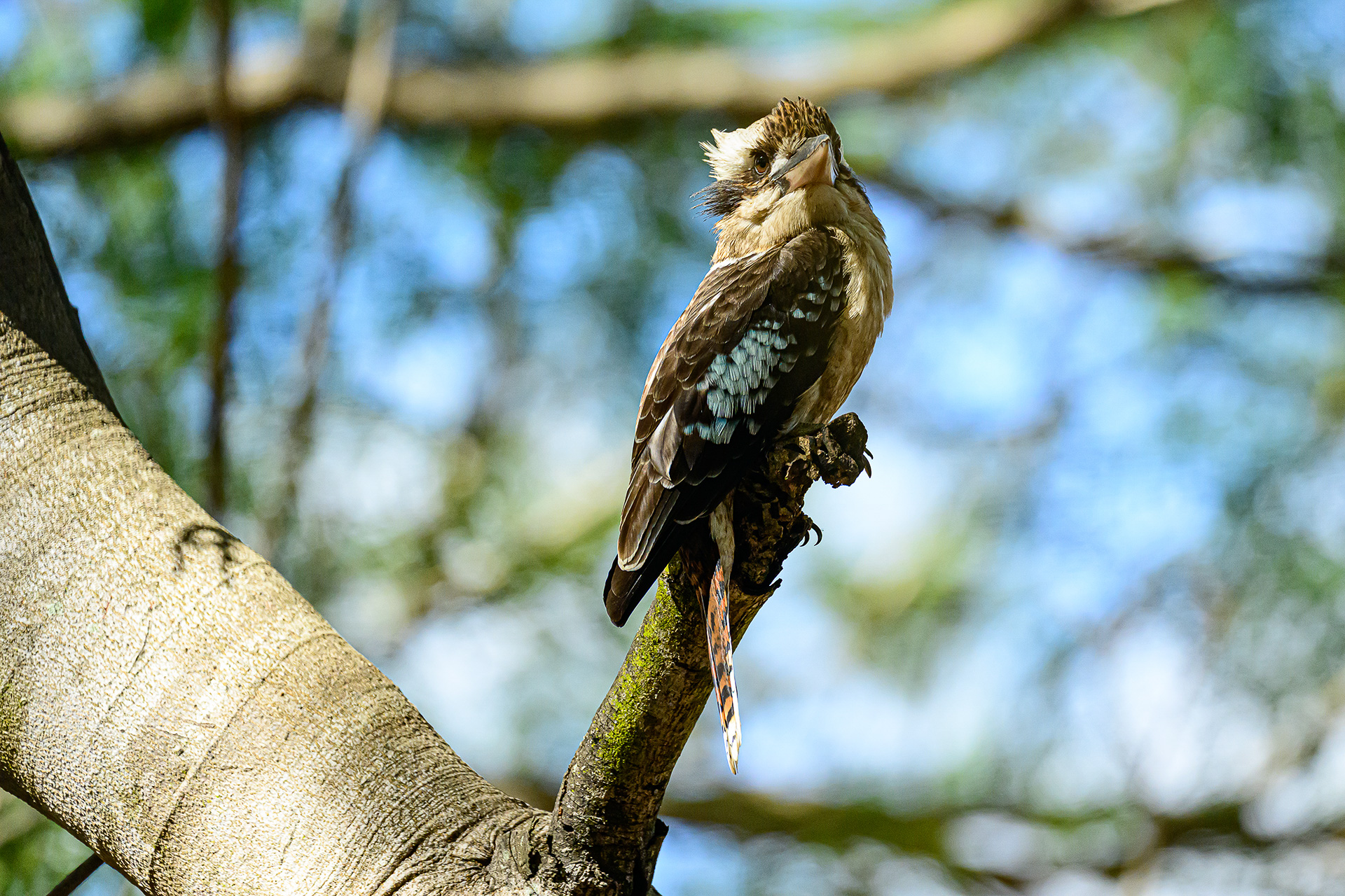 ロックワラビーだけでなく、さまざまな野鳥の姿も見ることができる。これは独特の鳴き声のワライカワセミ