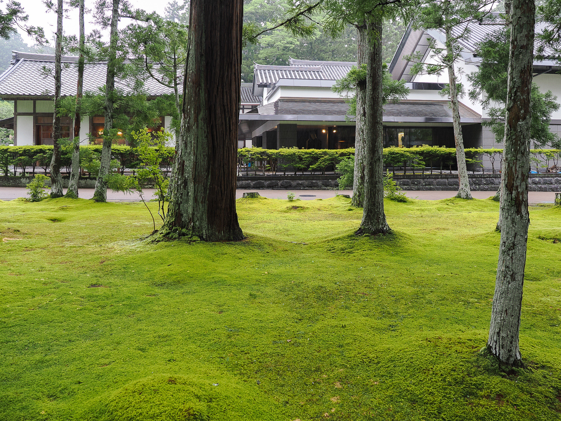 参道わきの苔が美しい