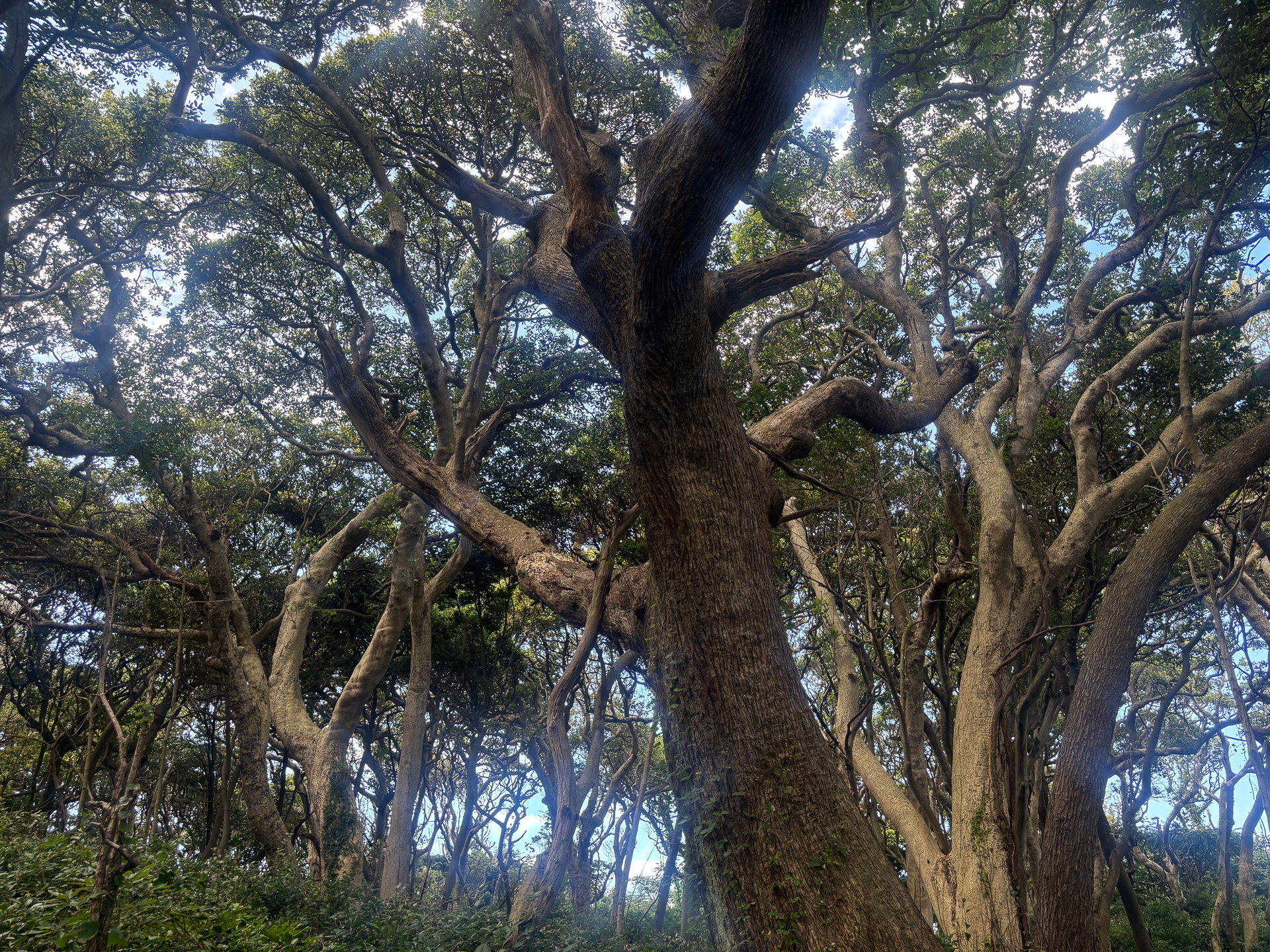 生命力あふれる木々たち
