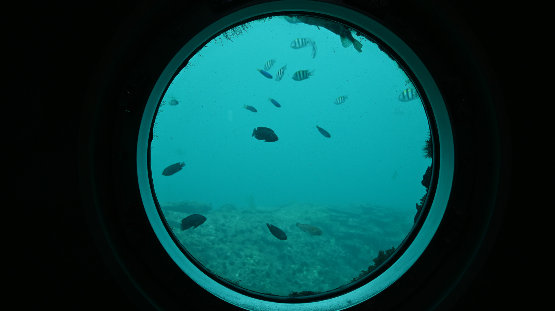 丸窓から海底が見える