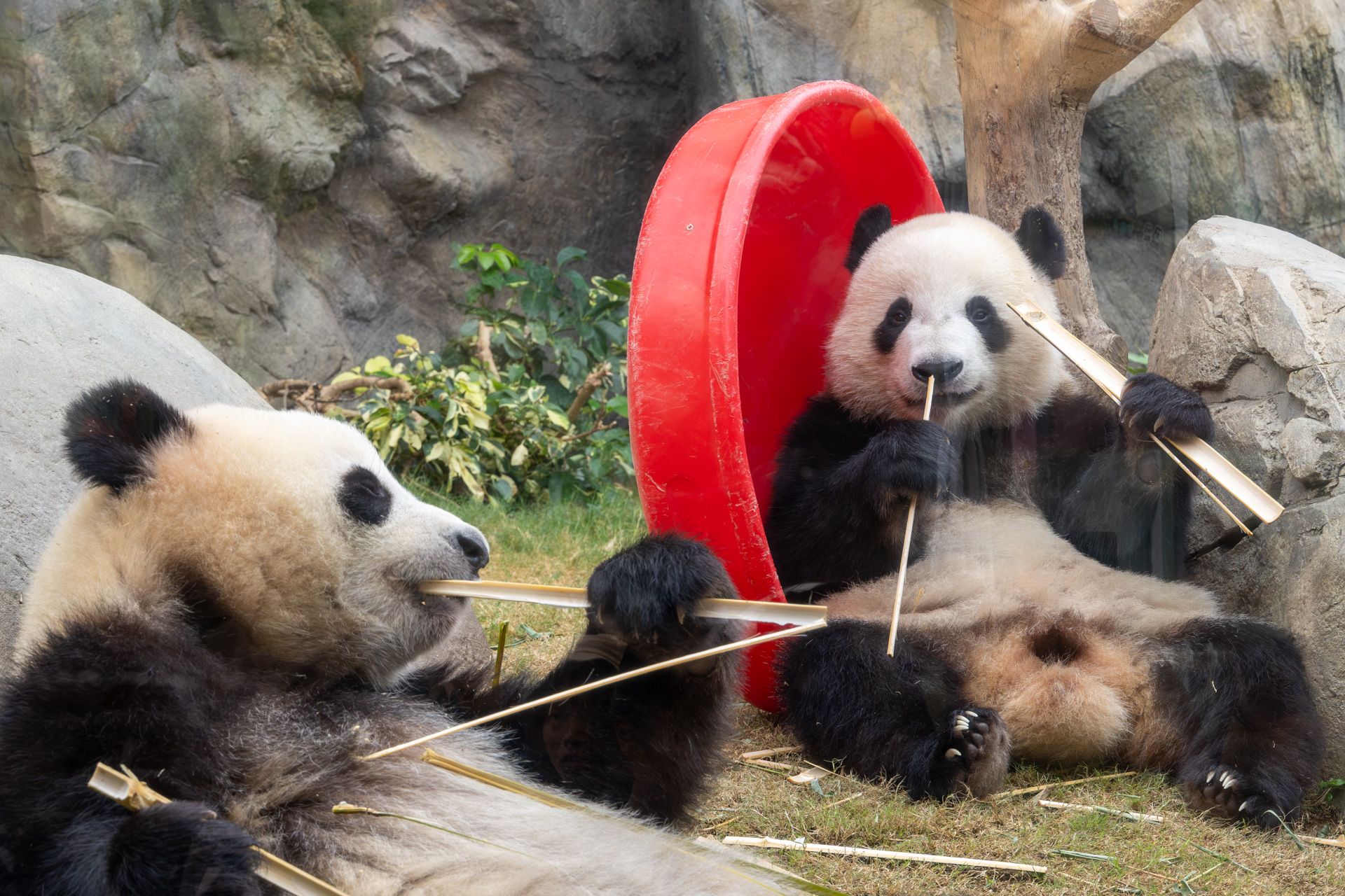 香港オーシャンパークの双子パンダ、ジャジャとディディ