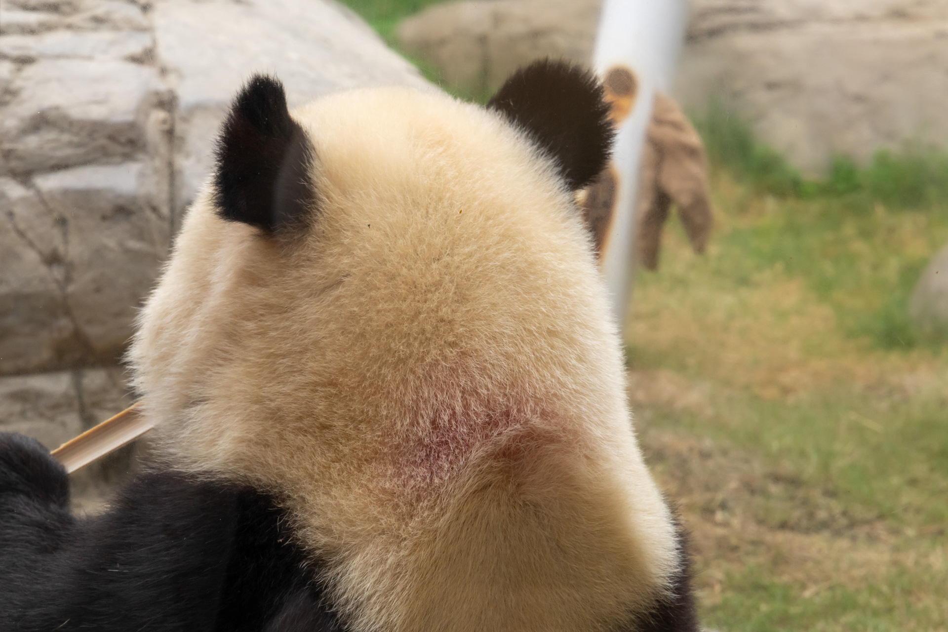 ディディは首の後ろが赤い