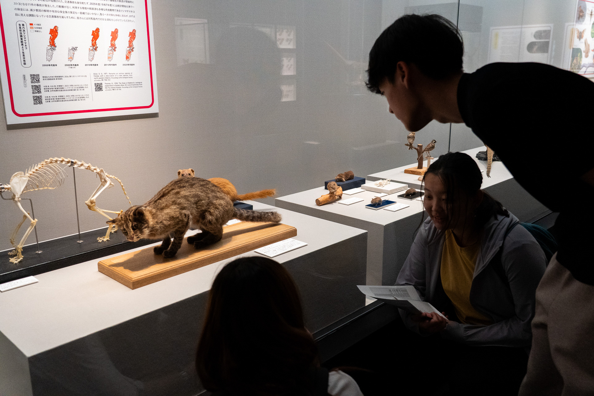 対馬博物館の展示を通じて、古代から続く大陸との交流や戦いの歴史に触れた中国チーム。開催されていた特別展でツシマヤマネコの剥製とご対面