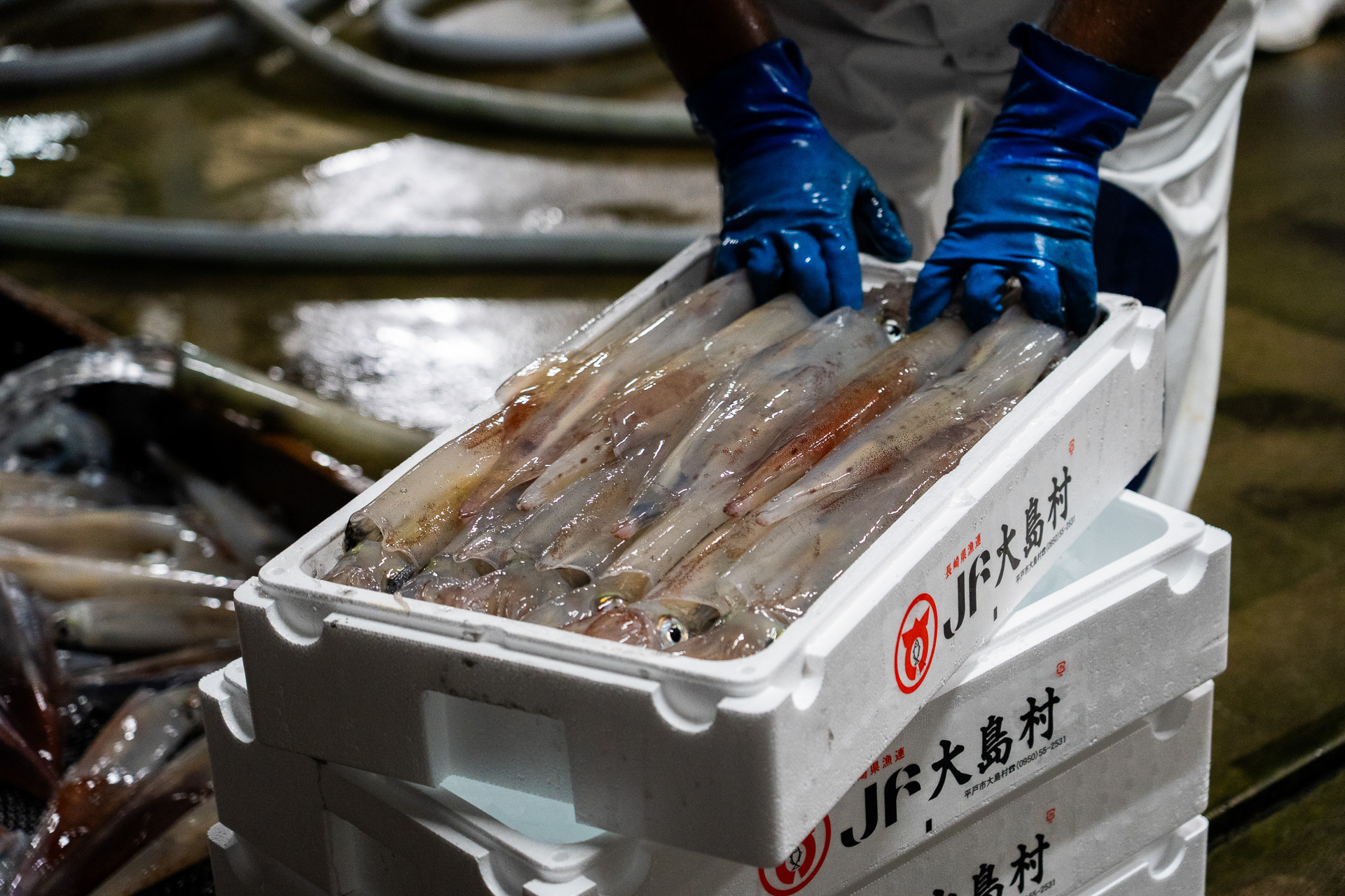 船から次々と水揚げされる獲れたてピチピチのケンサキイカは、その場で美しく箱詰めされていく