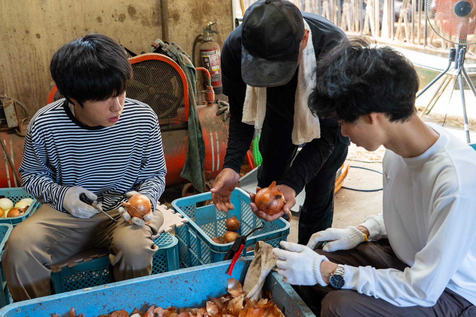 専用のバケツを使い、子牛たちに人工粉ミルクを哺乳。作業場を移動して、出荷に向けた玉ねぎの皮むきもお手伝い