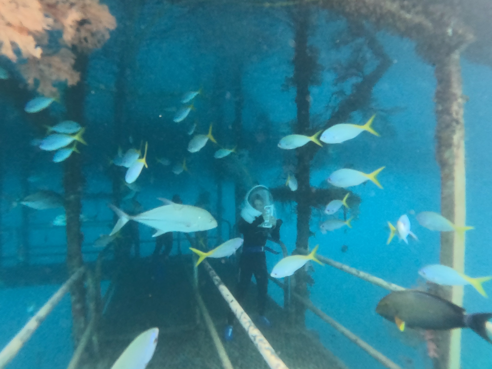 目の前は魚だらけ。こちらから近寄らなくても魚が寄ってくる。ダイビングの経験がなくても十分に楽しめる