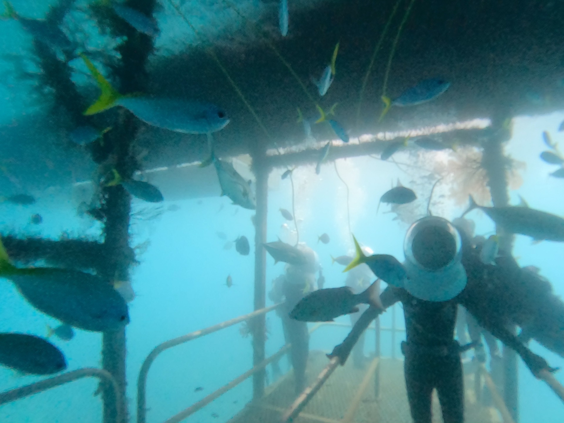 目の前は魚だらけ。こちらから近寄らなくても魚が寄ってくる。ダイビングの経験がなくても十分に楽しめる