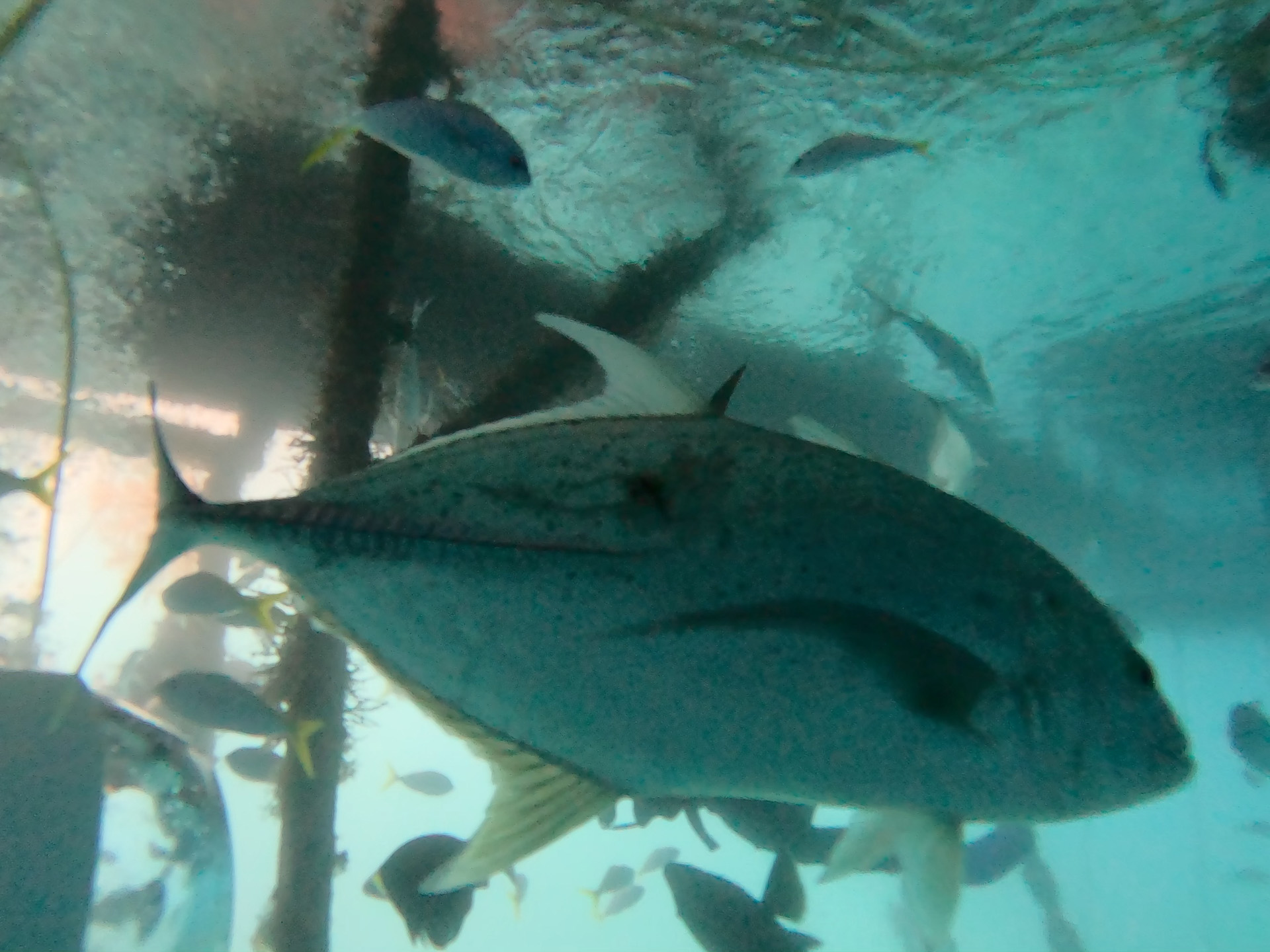 手を伸ばせば触ることができる近さ（魚たちのためにも触れるのはやめよう）