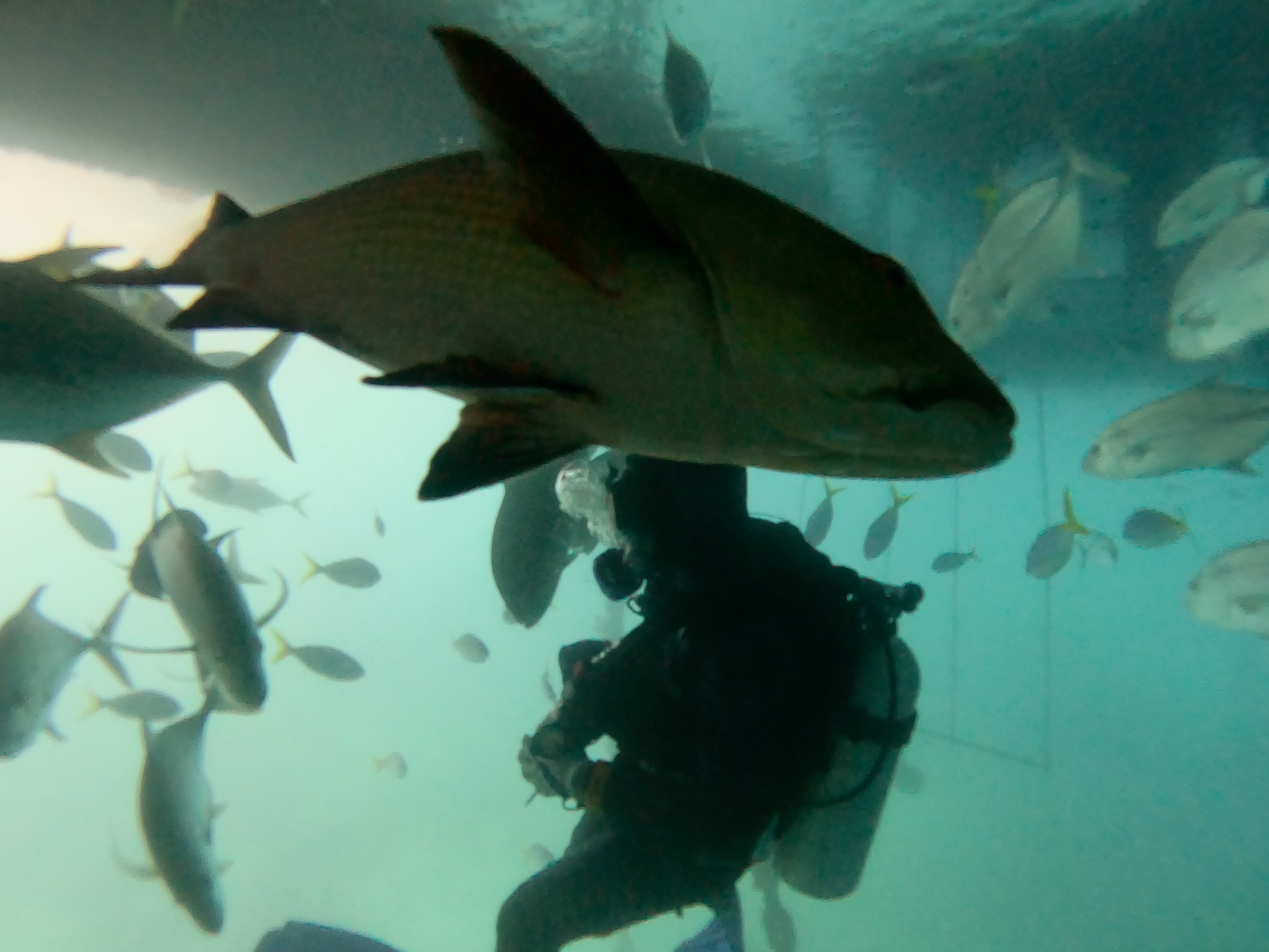 海中での撮影はGoProを使用。水深5mほどなので特に水中ハウジングなどは使用せずに撮影した