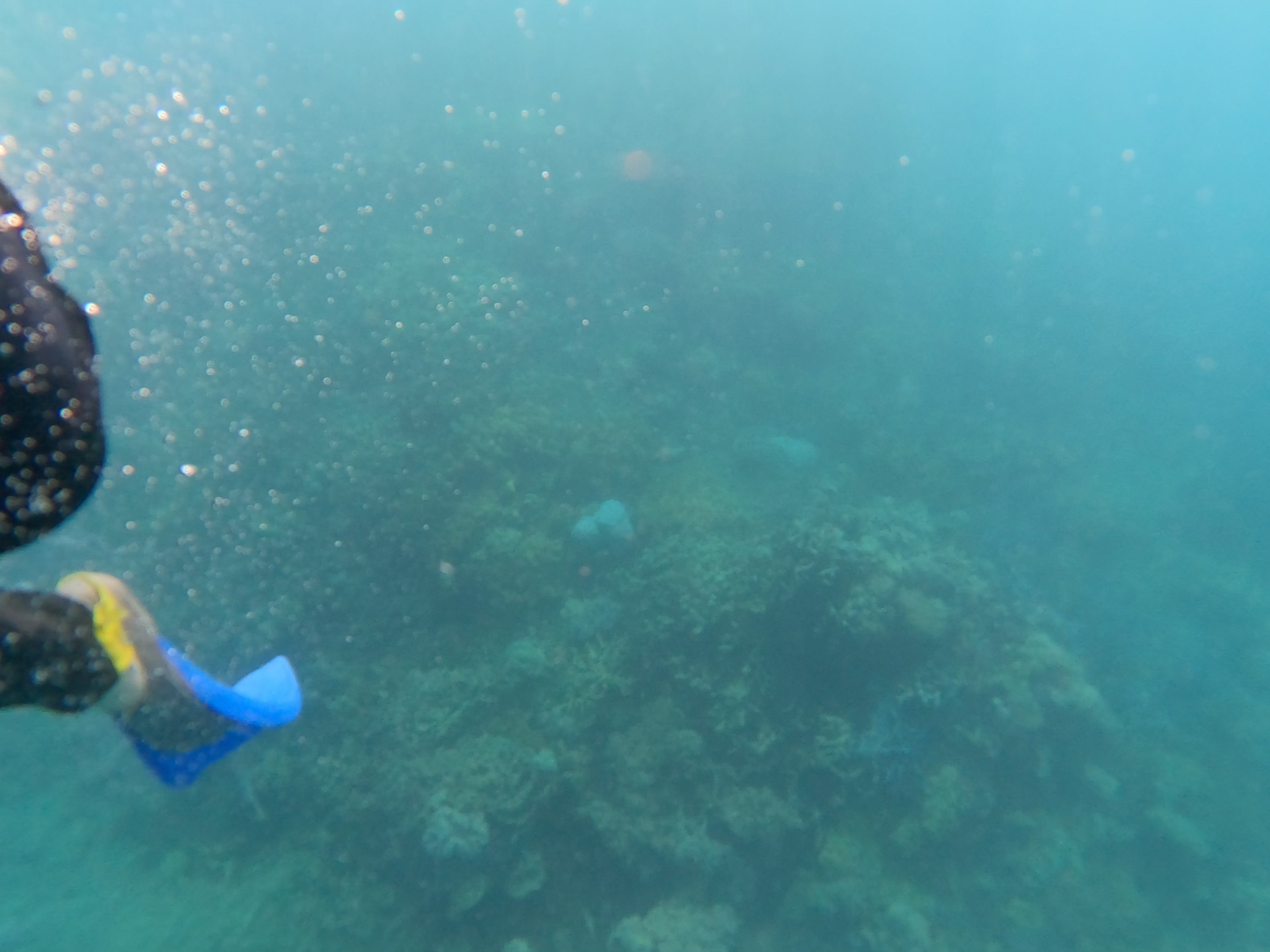 シュノーケリング中の海中。視界は少し白っぽかったが、サンゴはしっかりと見える。運がよければウミガメに出会えることもある