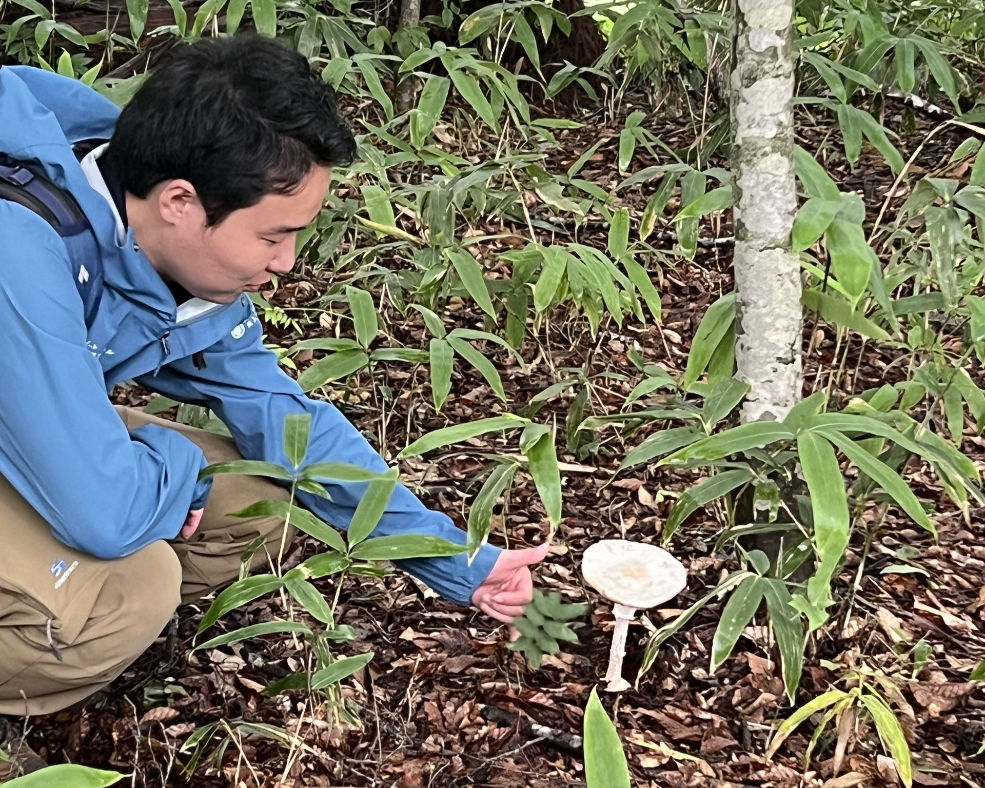 奥入瀬渓流のガイド歴10年以上の小林。きのこのみならず、樹木、野草、シダ、など、奥入瀬渓流に足繁く通いながらひたすらに知識を深めていく日々を過ごす