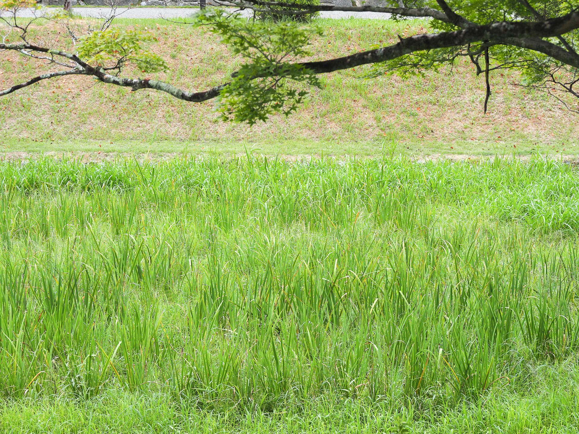 内堀周辺でアヤメが群生している吉香花菖蒲園。開花の時期は、かなり見応えがあるとのこと
