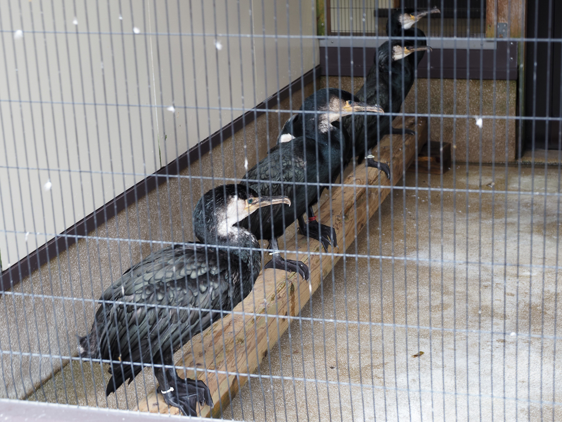 錦帯橋周辺では鵜飼も盛ん。漁で活躍するウミウも見学することができる