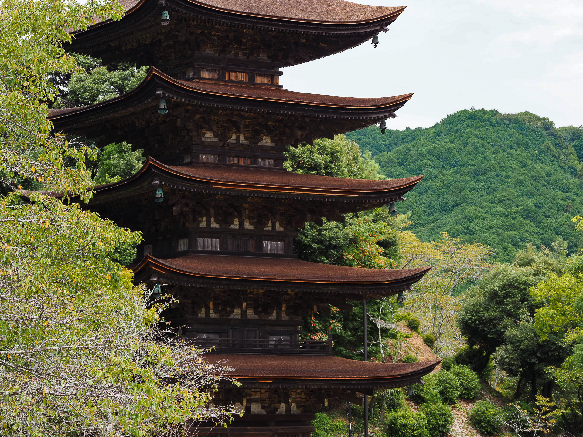 五重塔と木々と調和して美しい。檜皮葺屋根で勾配が緩やか
