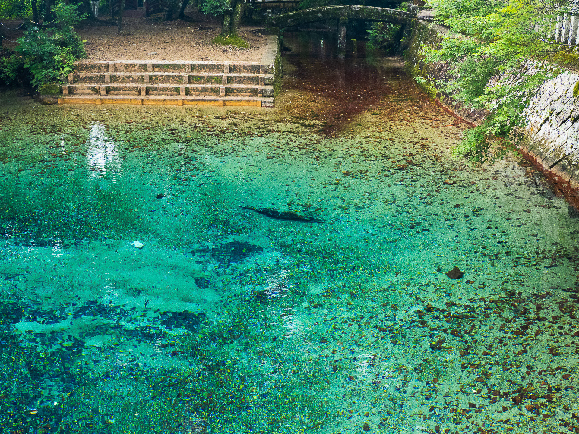 別の角度から池を見てみる。透明度がスゴイ