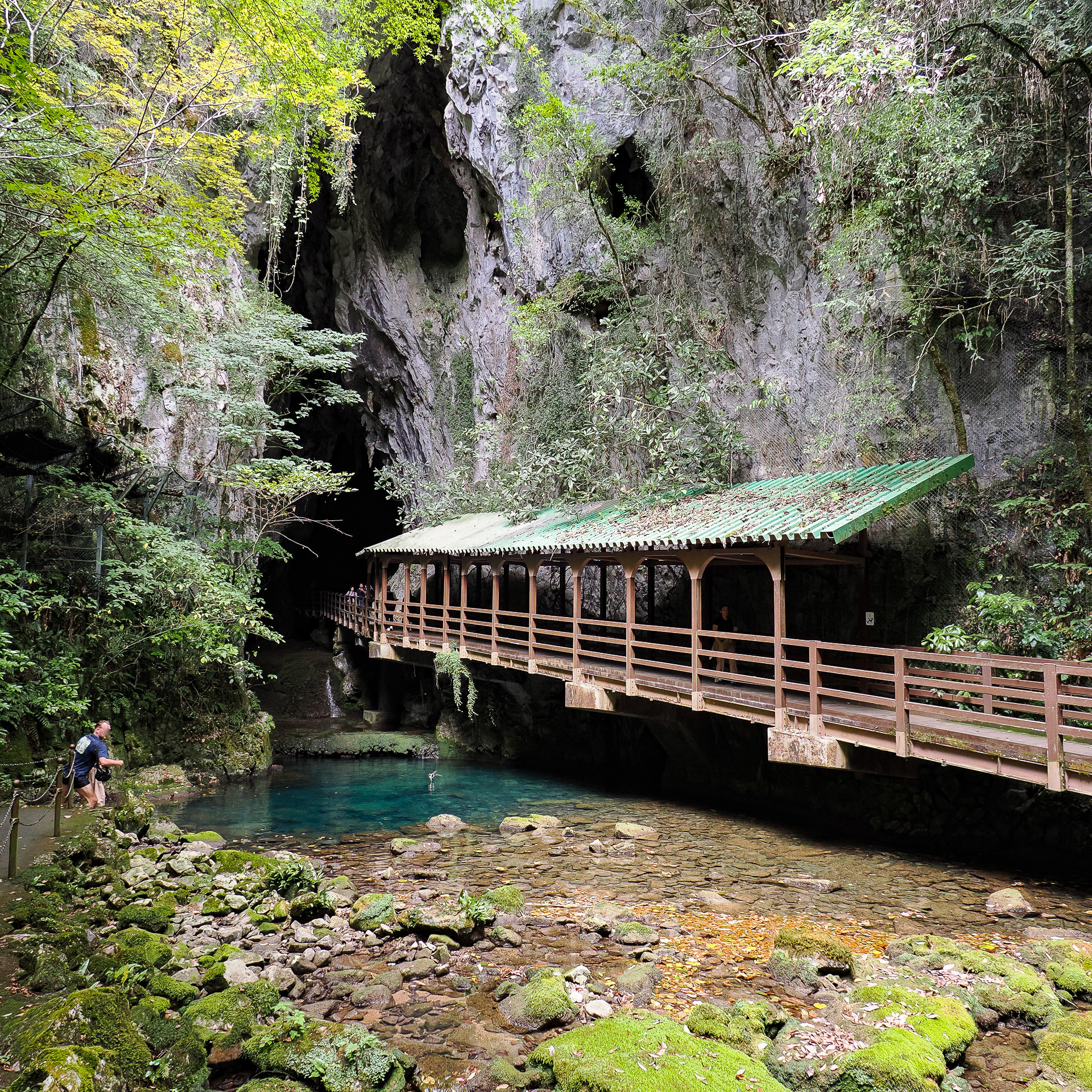秋芳洞の入口付近の岩の割れ目。このときは小雨のため、水が少なめだったが、普段はもっと流れているとのこと