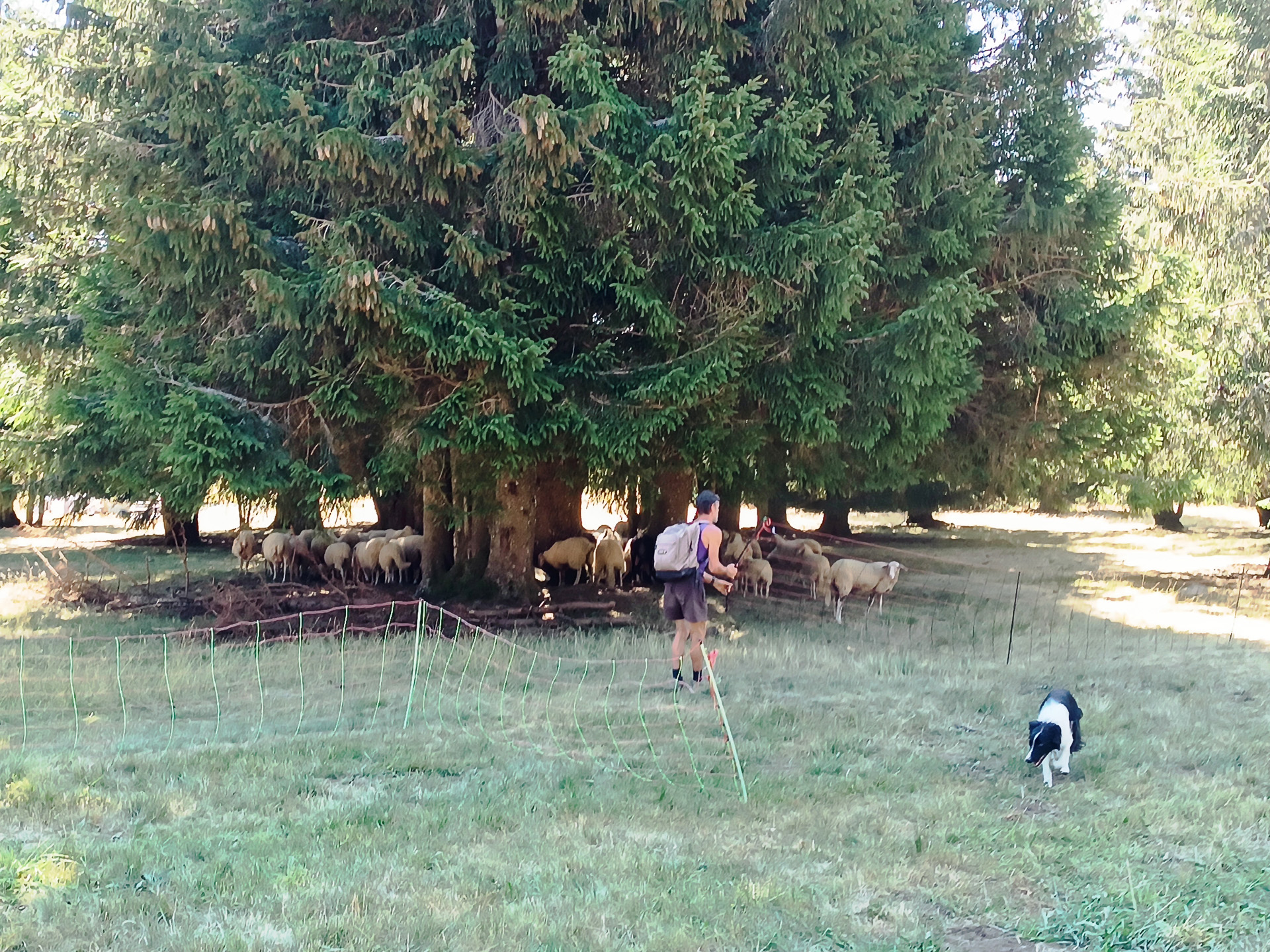 湖周辺をハイキングしていたら、羊飼いが元気な牧羊犬と働いていました