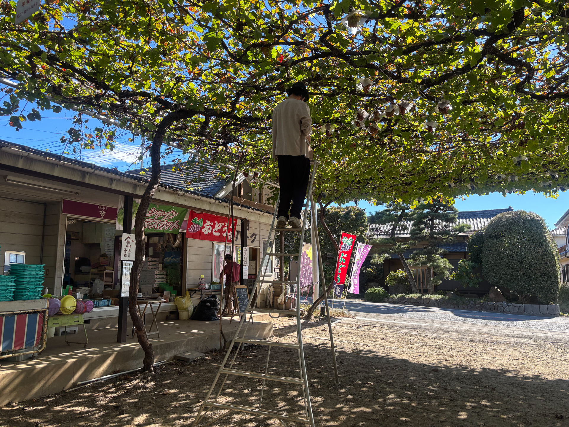 脚立に登ってぶどうを収穫