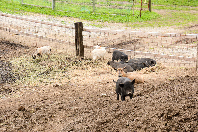 かわいい子豚や子ヤギに癒やされながらソフトクリームを堪能