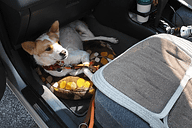 ワンコ旅 大好きなペットと一緒に北海道へ その1 準備 移動編 トラベル Watch Watch