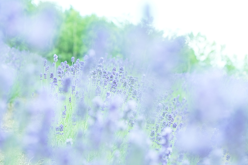 トラディショナルラベンダー畑。ファーム富田の原点となった、日本で最も歴史のあるラベンダー畑。斜面に咲いたラベンダーはまるで紫色の絨毯。見ごろ：7月上旬～7月中旬