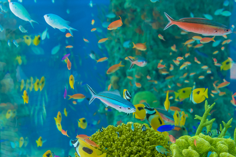 20種800匹の魚たちが泳ぐ