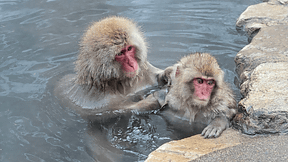 猿さん専用 Rest in peace Takeru🌈 Asahiyama Zoo Chimpanzee 202404 - YouTube