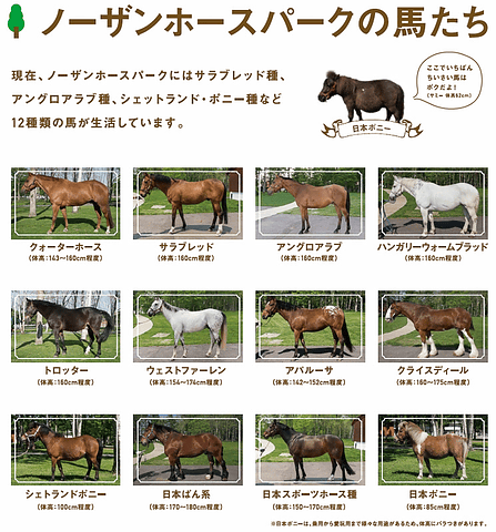 馬”のテーマパーク「ノーザンホースパーク」が4月23日から夏期営業開始
