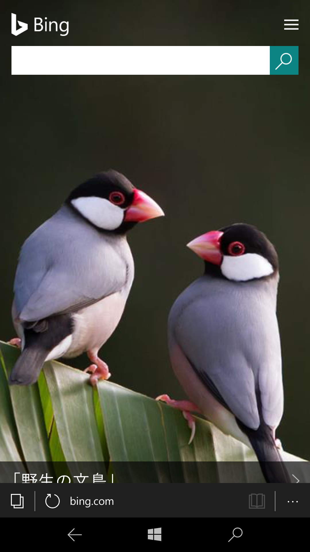 Microsoft EdgeでBingにアクセスした状態。日替わりで美しい画像を楽しめる