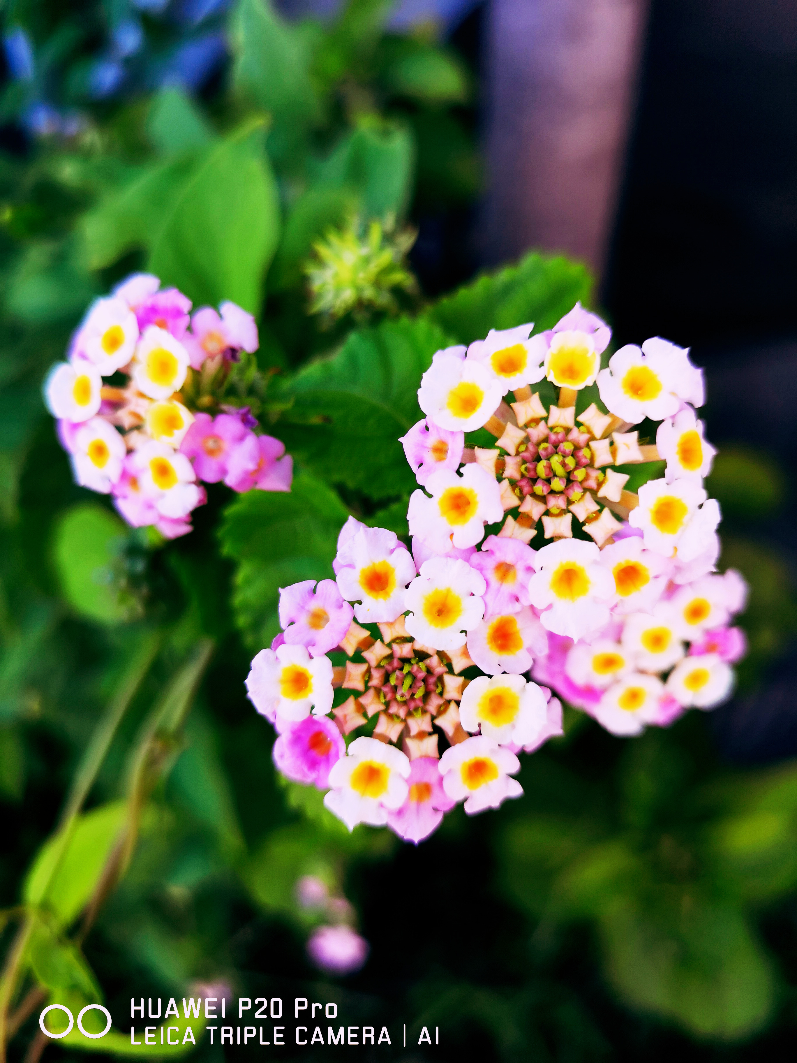 ［Various］－［Hong Kong］を適用