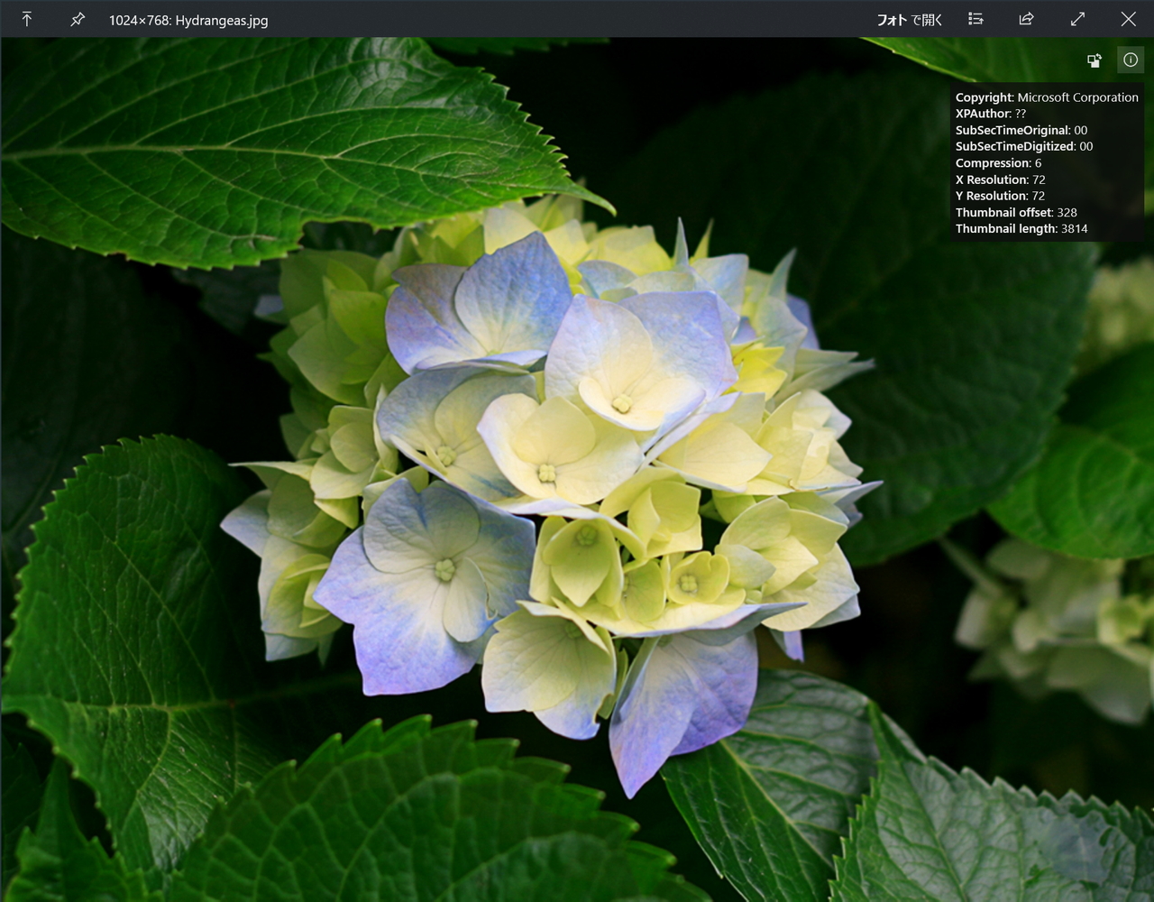 画像のプレビューであれば、メタデータを表示するボタンや回転するボタンも利用できる