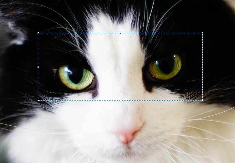 1. モザイクするエリアを範囲しています。