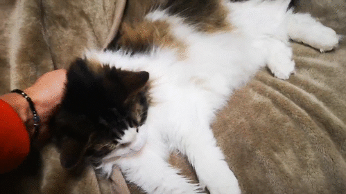 Powerpointにアニメーションgifエクスポート機能が降臨 高橋忍のにゃんともwindows 窓の杜