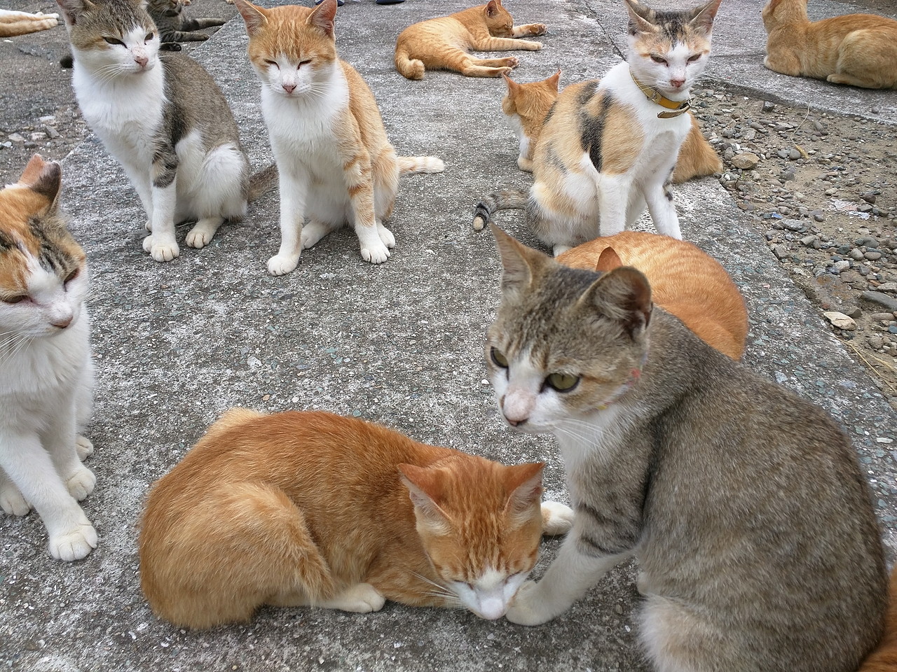 青島では大量のネコが出迎えてくれる